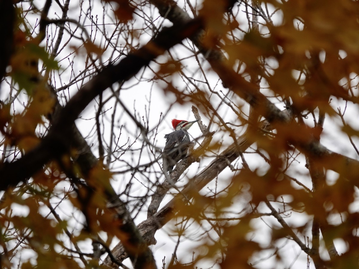 Жовна північна - ML644784128