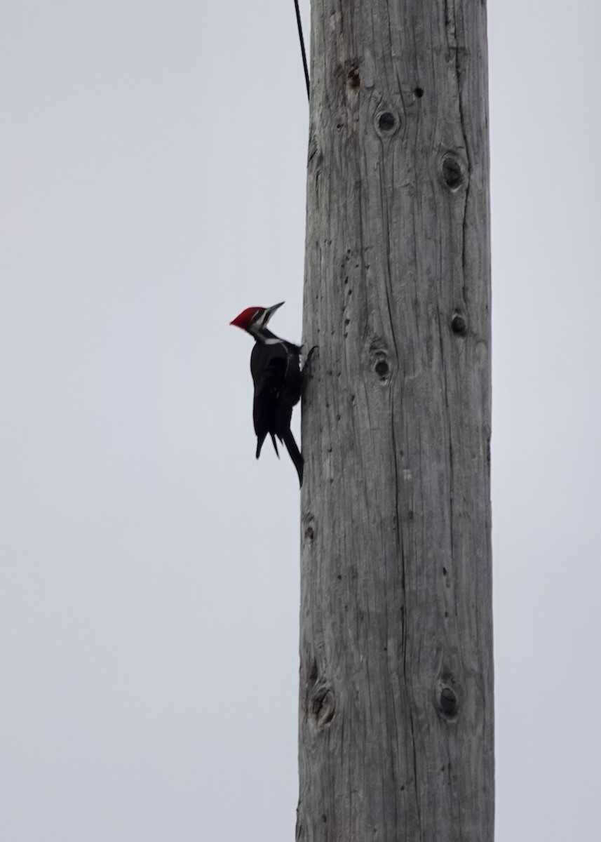 Жовна північна - ML644784134