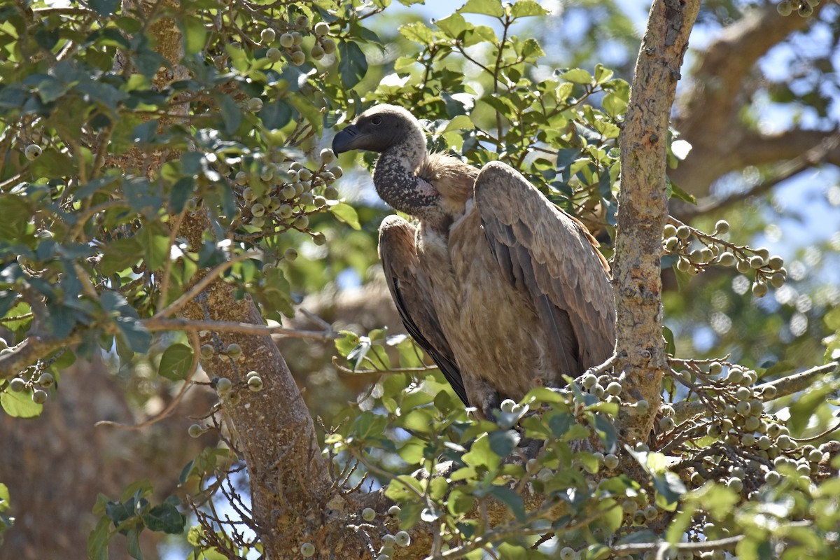 Ak Sırtlı Akbaba - ML644784137