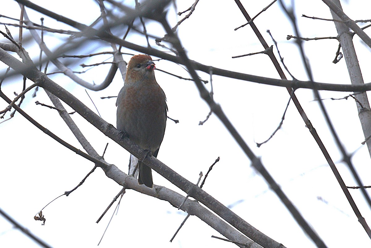 Pine Grosbeak - ML644784144