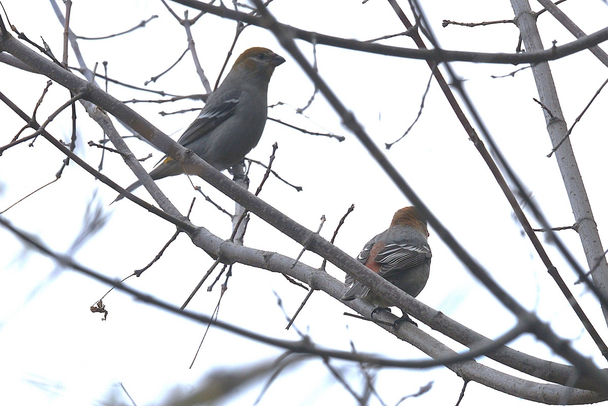 Pine Grosbeak - ML644784145