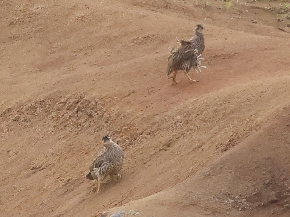 Суданский франколин - ML644784157