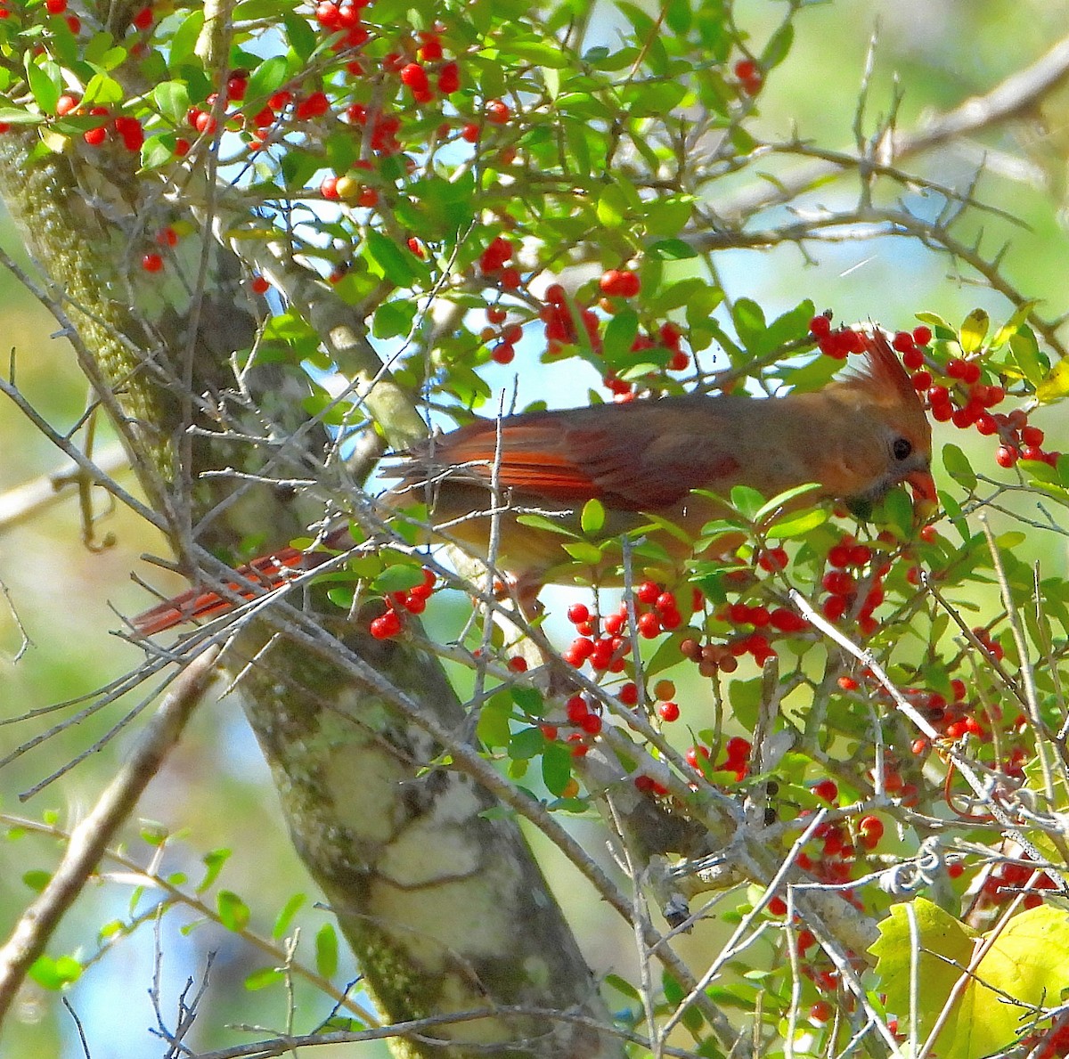 Красный кардинал - ML644784159