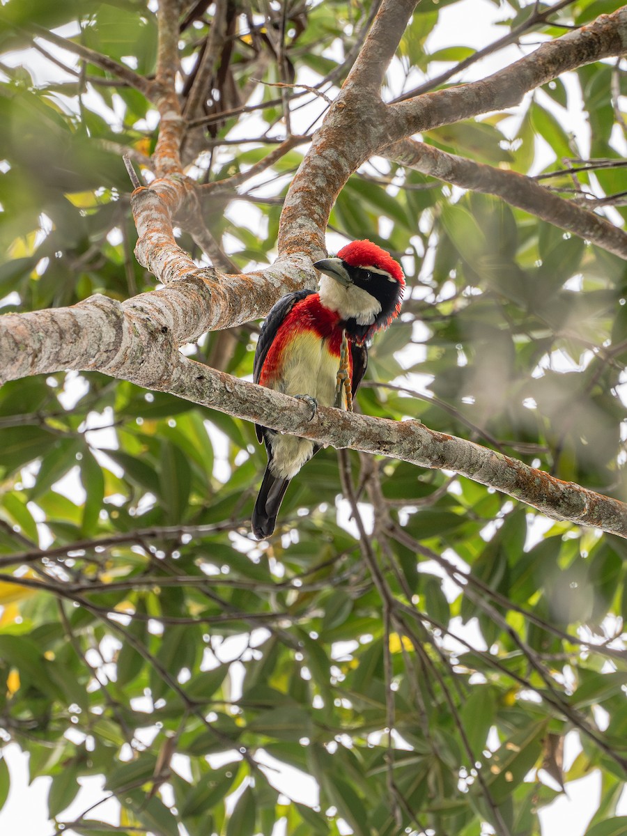 Sira Barbet - ML644784167