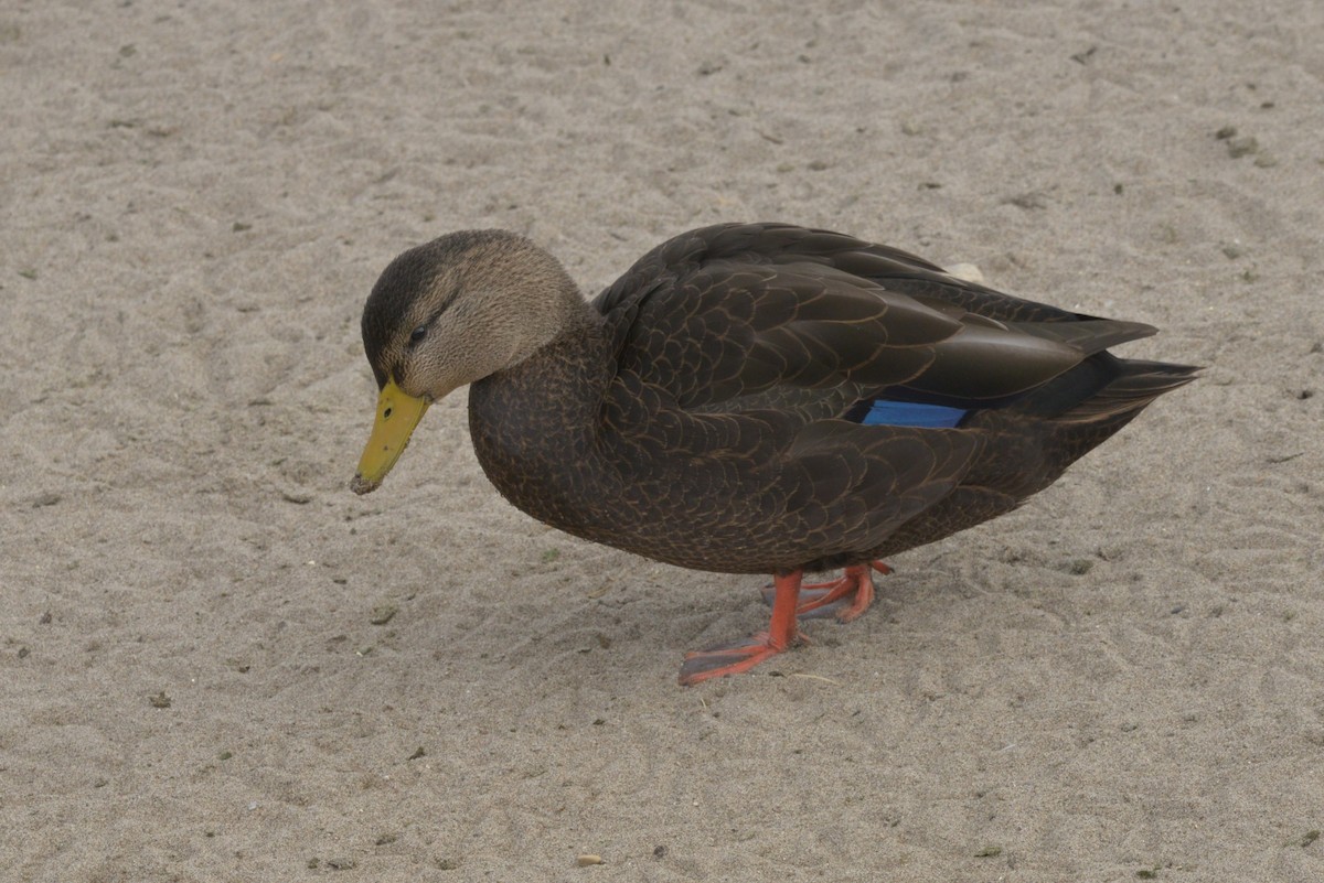 American Black Duck - ML644784168
