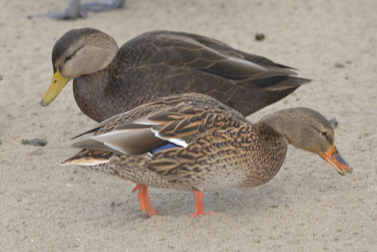 American Black Duck - ML644784169