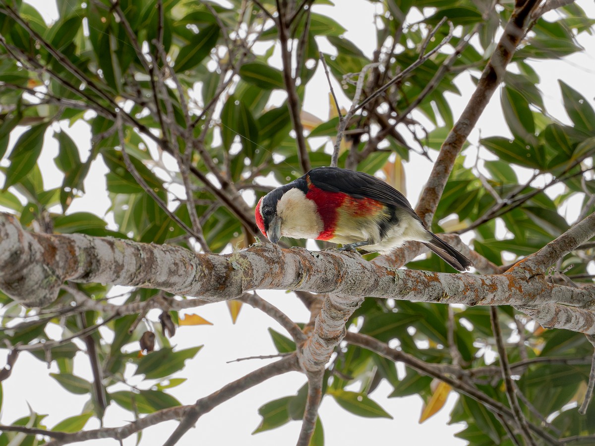 Sira Barbet - ML644784170