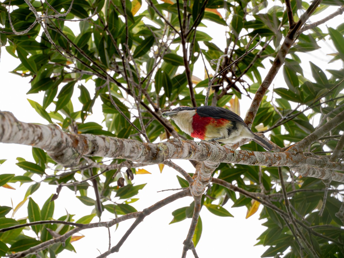 Sira Barbet - ML644784171