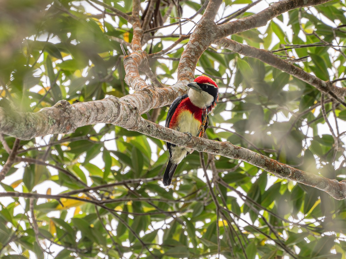 Sira Barbet - ML644784172