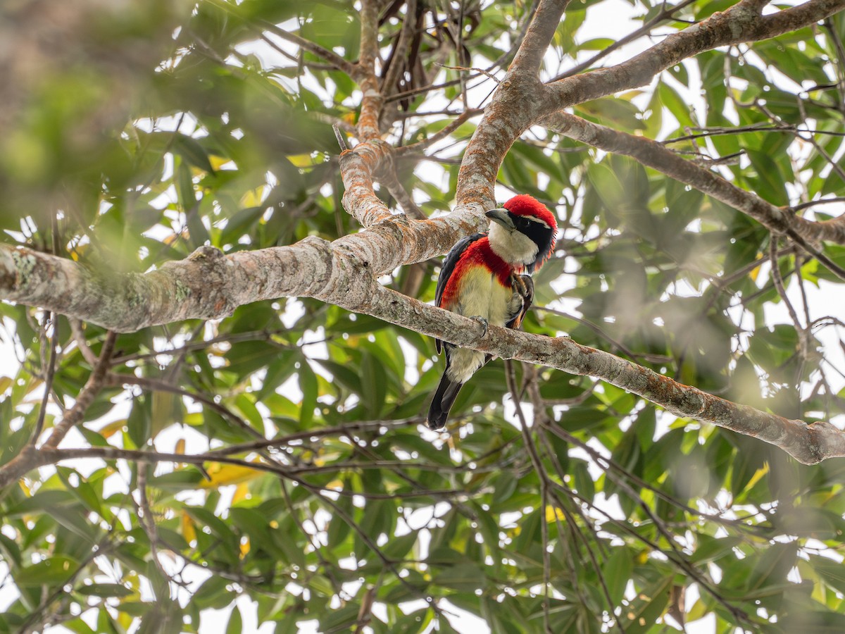 Sira Barbet - ML644784174