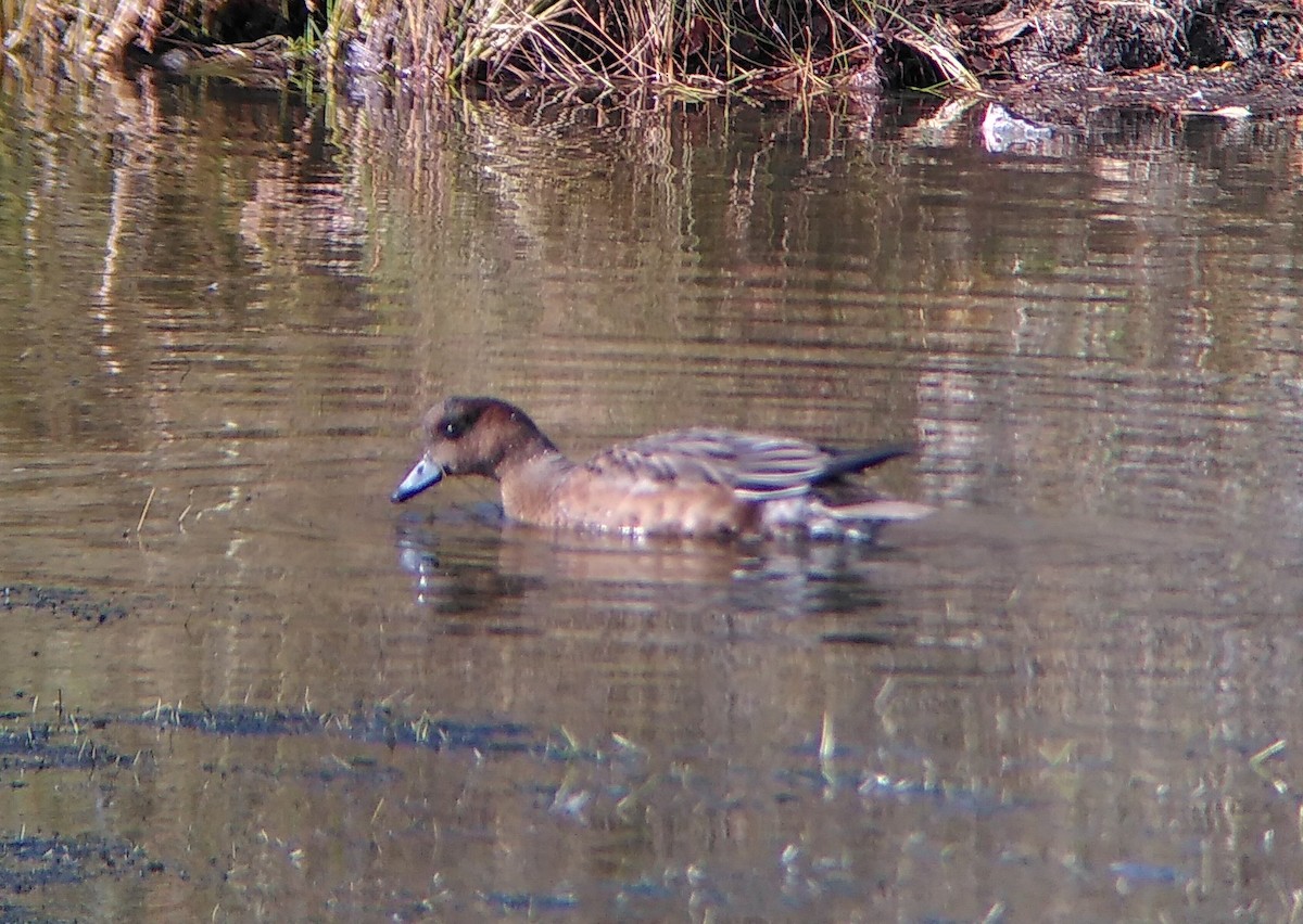 Eurasian Wigeon - ML644784176