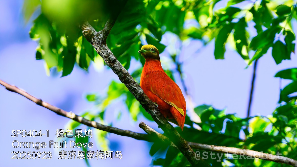 Orange Dove - ML644784181