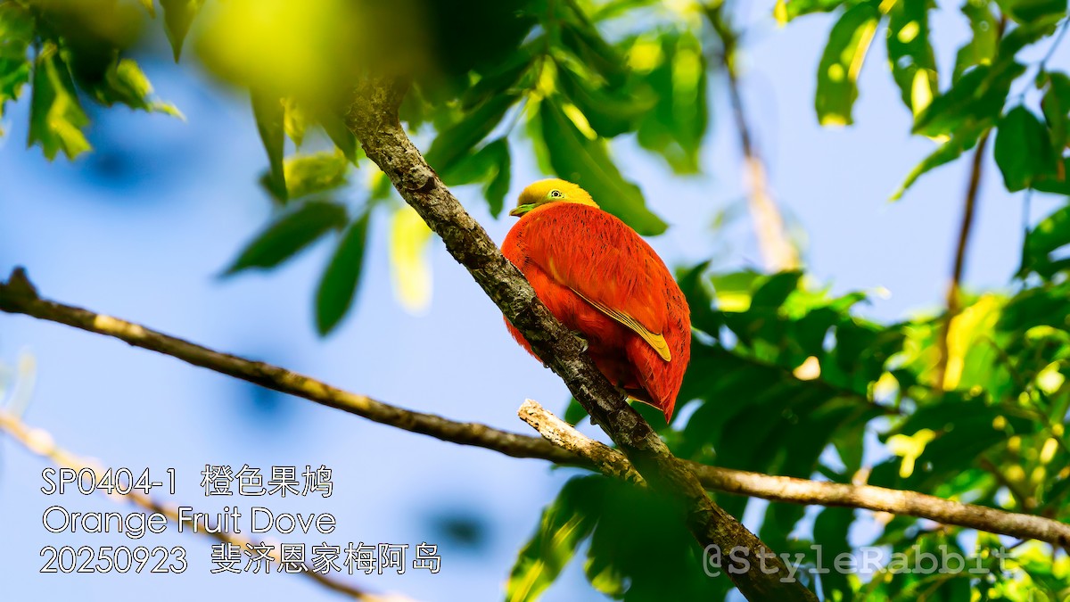 Orange Dove - ML644784182