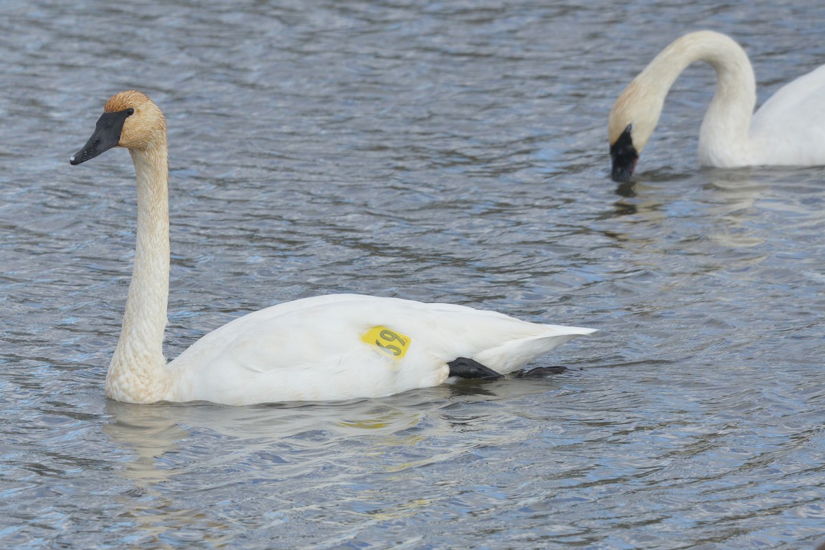 Trumpeter Swan - ML644784183