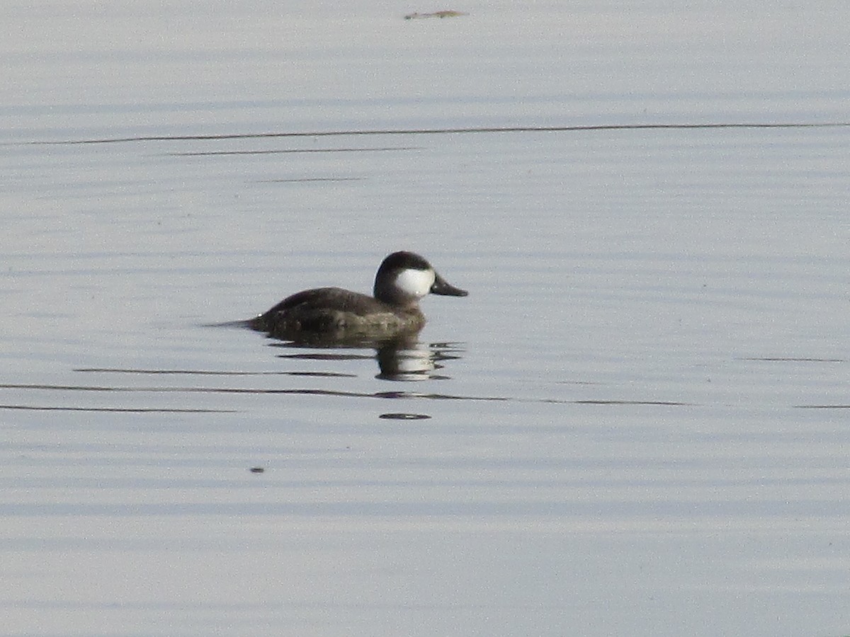 Schwarzkopf-Ruderente - ML644784200