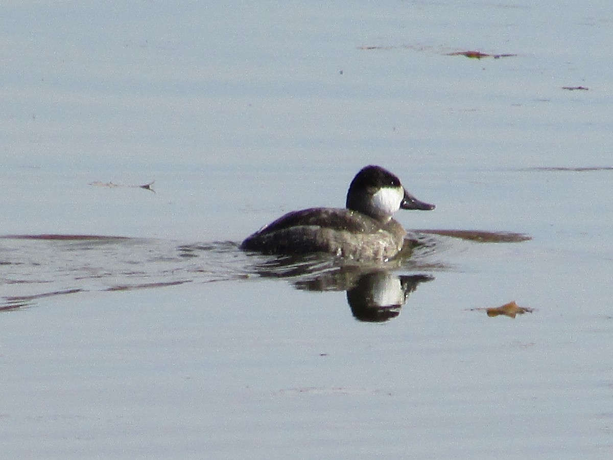 Schwarzkopf-Ruderente - ML644784202