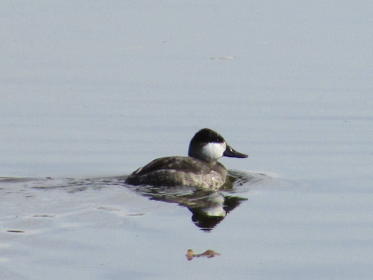 Schwarzkopf-Ruderente - ML644784203