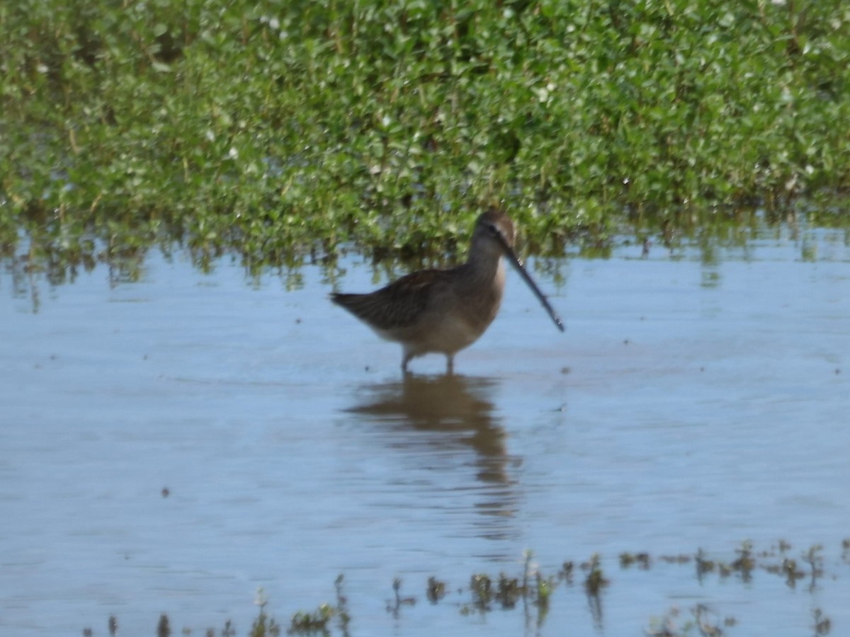 長嘴半蹼鷸 - ML644784204