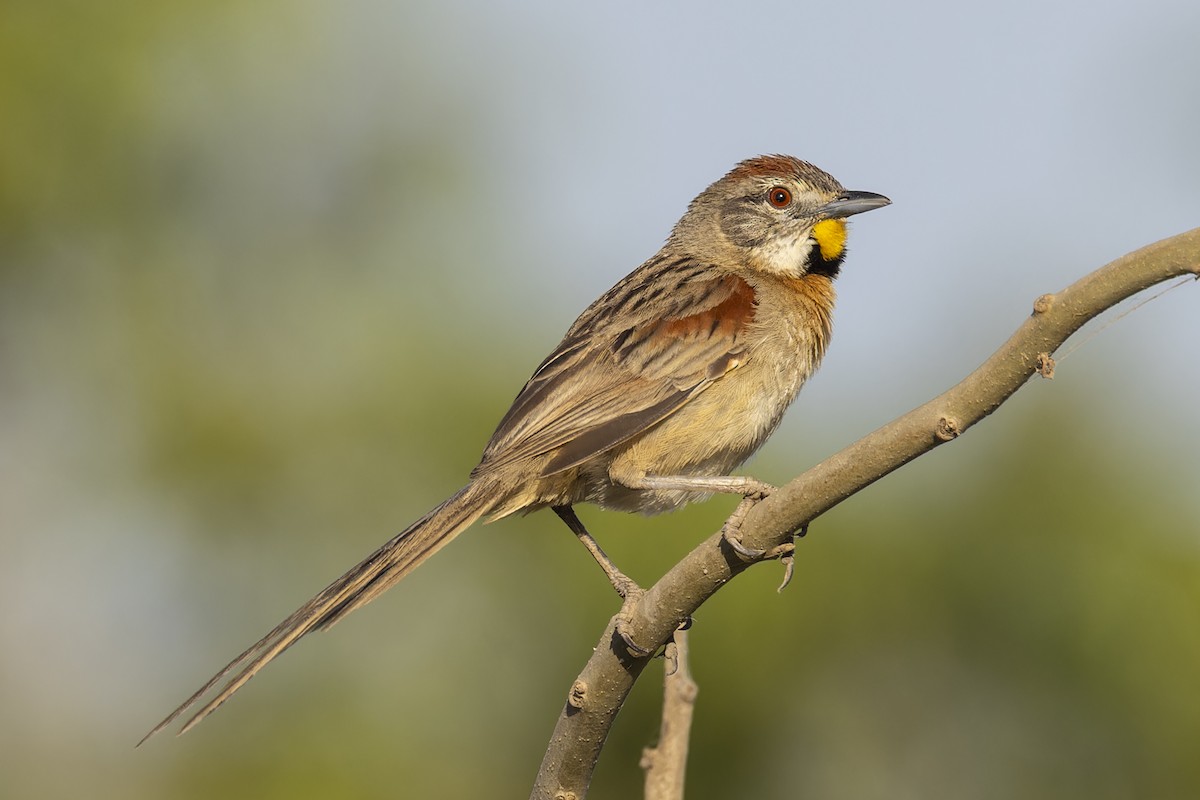 Chotoy Spinetail - ML644784218