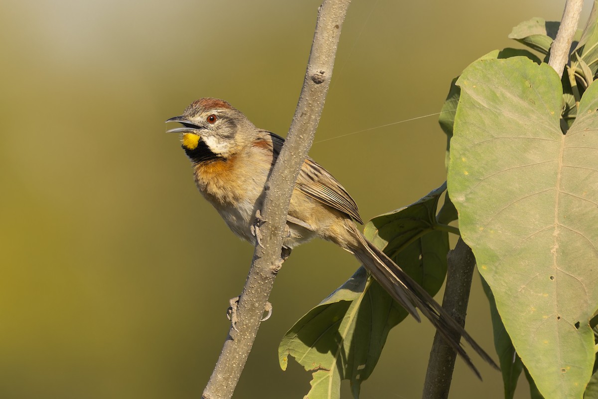 Chotoy Spinetail - ML644784219