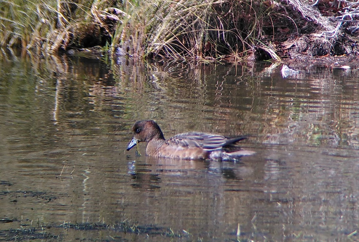 Eurasian Wigeon - ML644784222