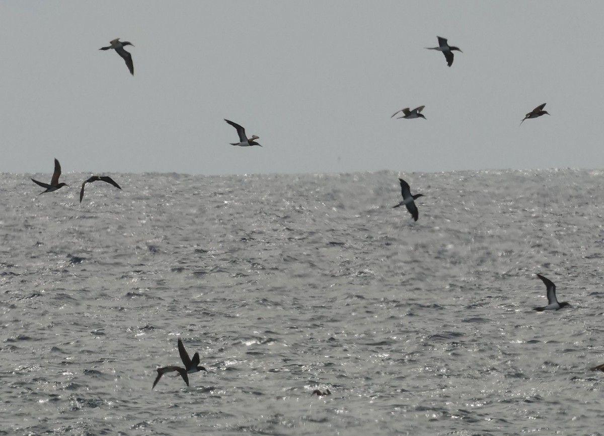 Brown Booby - ML644784231