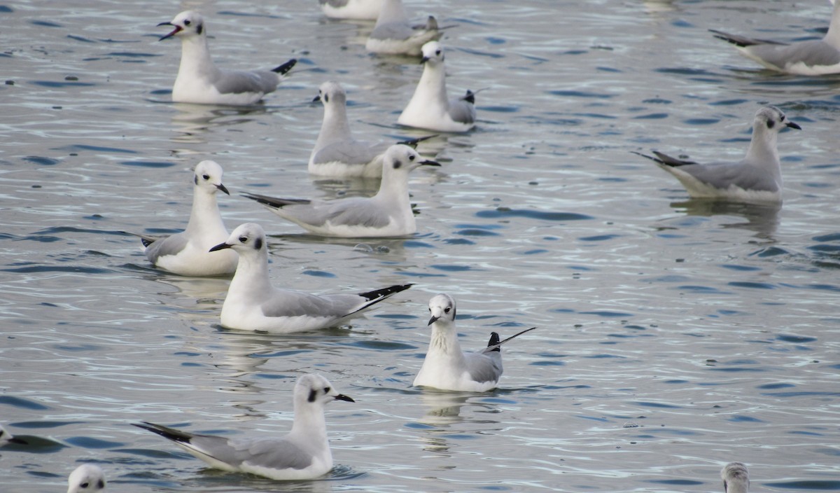 Мартин канадський - ML644784233