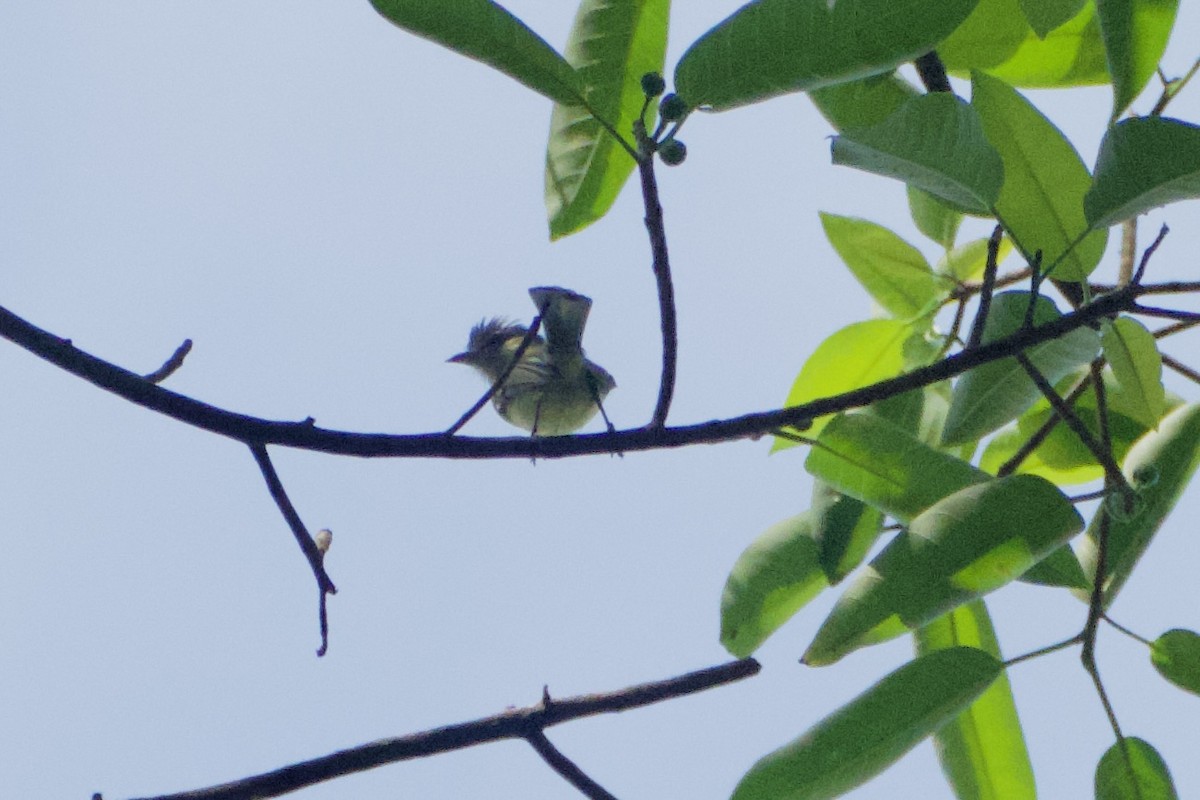 Weißbrauen-Mückenfänger - ML644784252