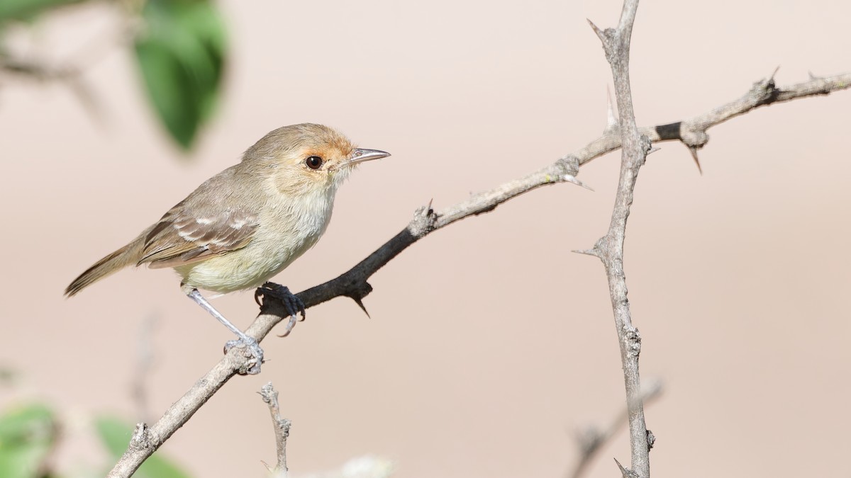 Fulvous-faced Scrub-Tyrant - ML644784263