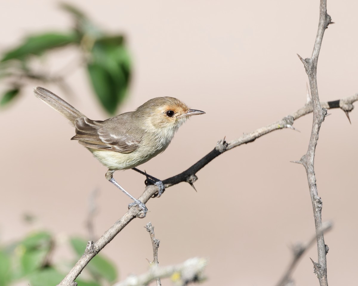 Fulvous-faced Scrub-Tyrant - ML644784264