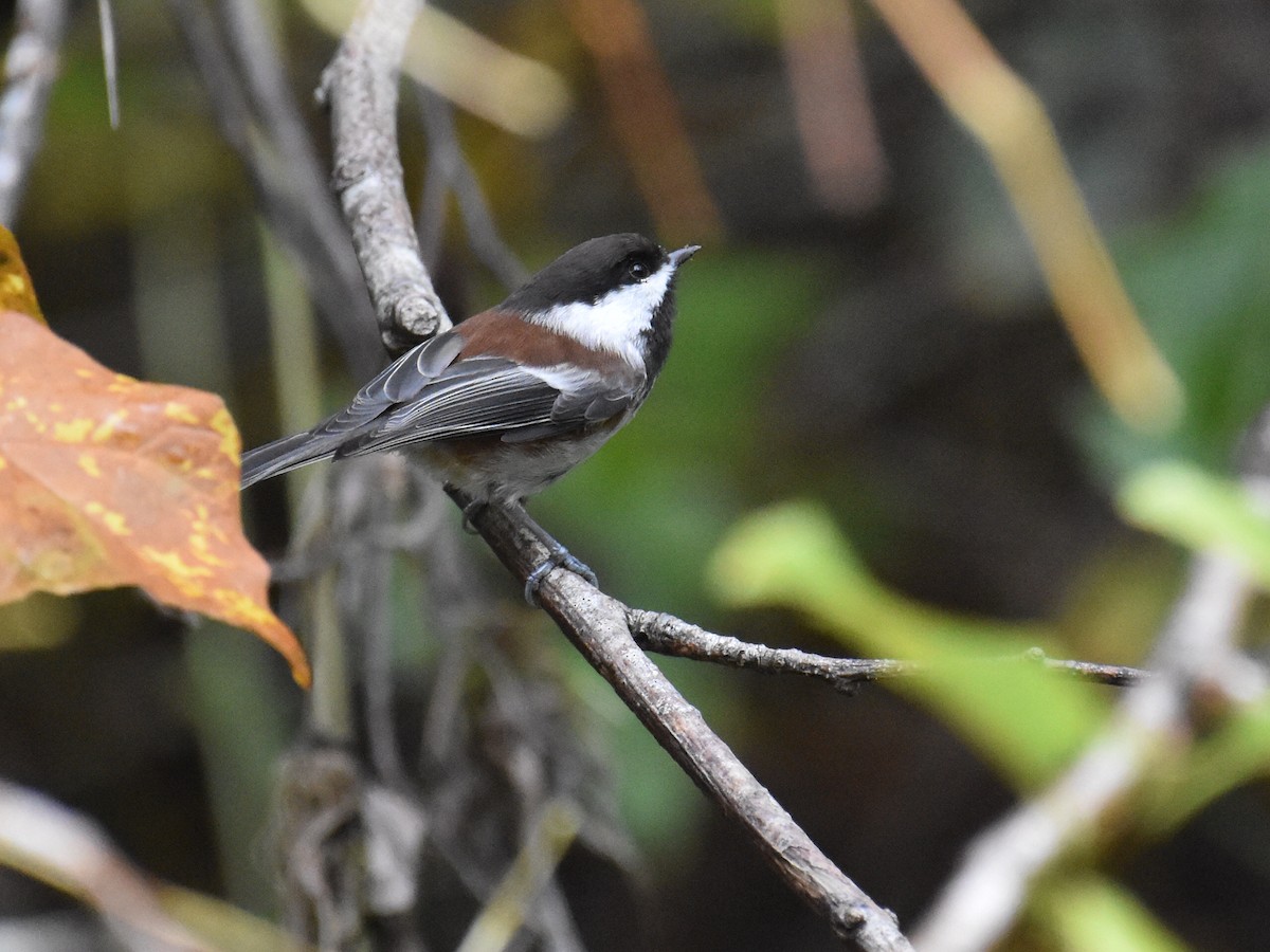 Chestnut-backed Chickadee - ML644784265