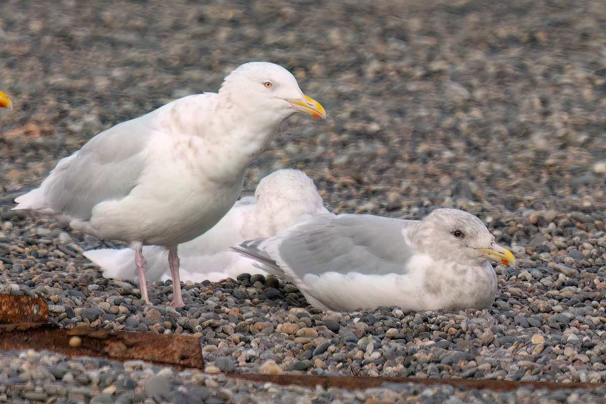 Goéland à ailes grises - ML644784272