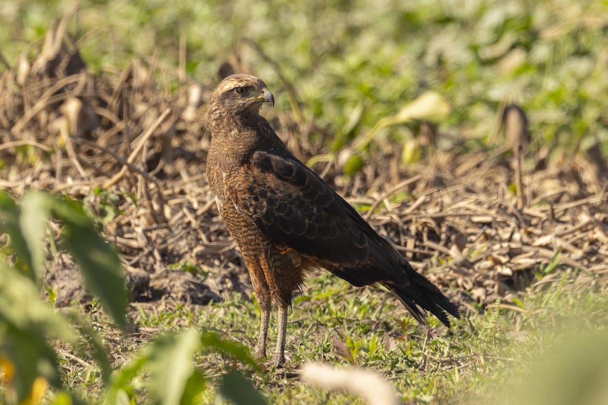 Otlak Şahini - ML644784273