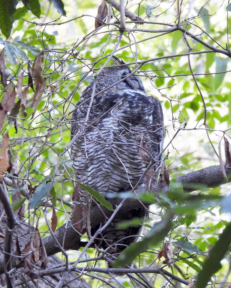 Great Horned Owl - ML644784278