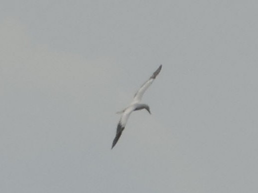 סולה אדומת-רגל - ML644784289