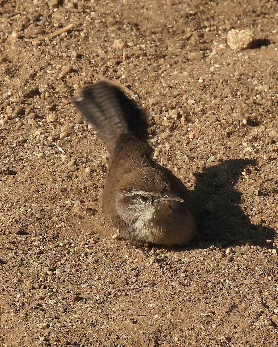 Bewick's Wren - ML644784291