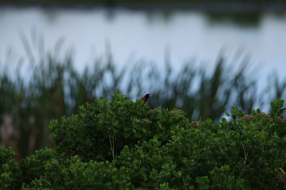 Chestnut Munia - ML644784295