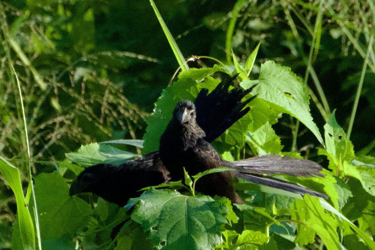 ミゾハシカッコウ - ML644784299