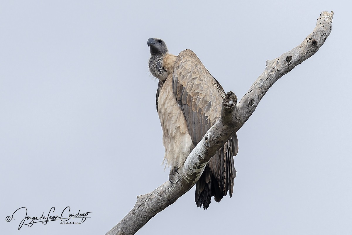 Ak Sırtlı Akbaba - ML644784302