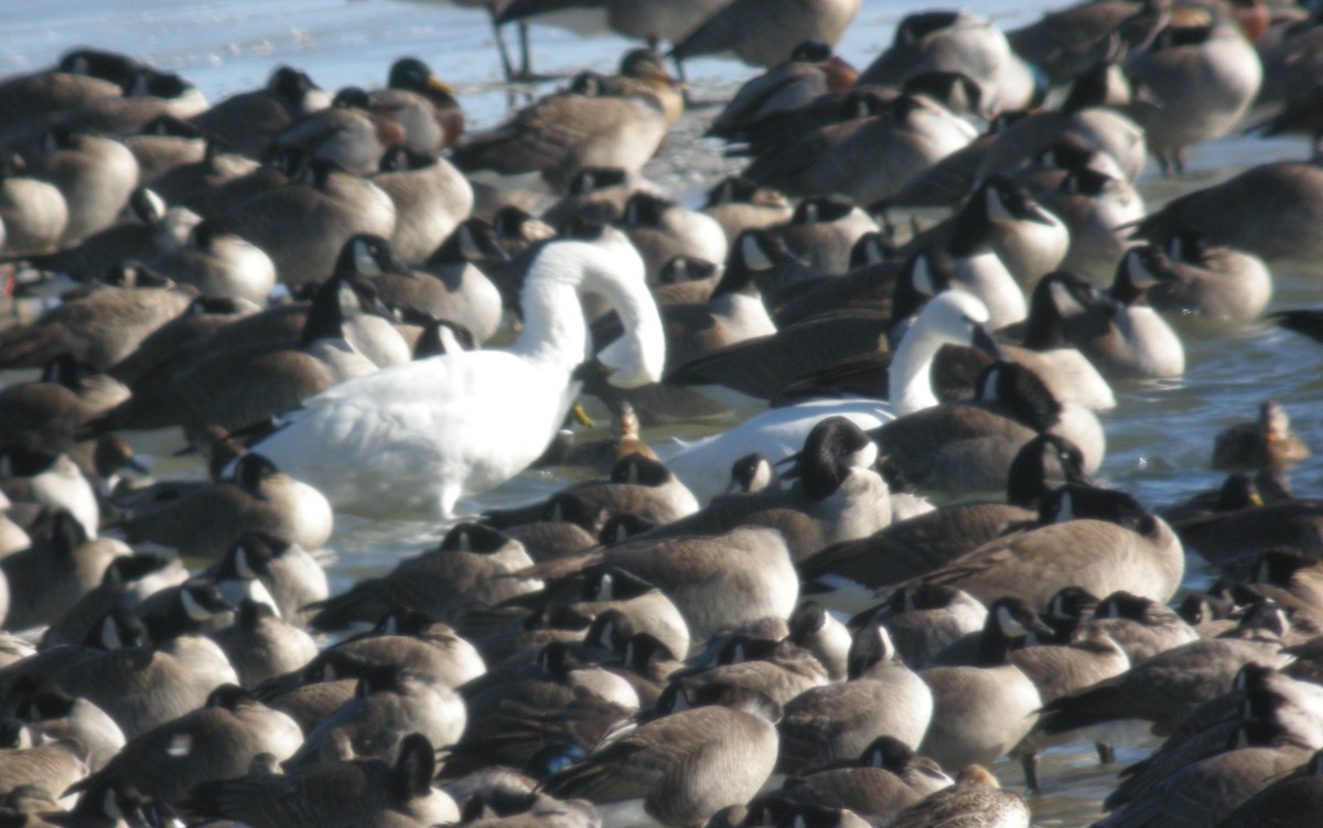 コハクチョウ - ML644784306