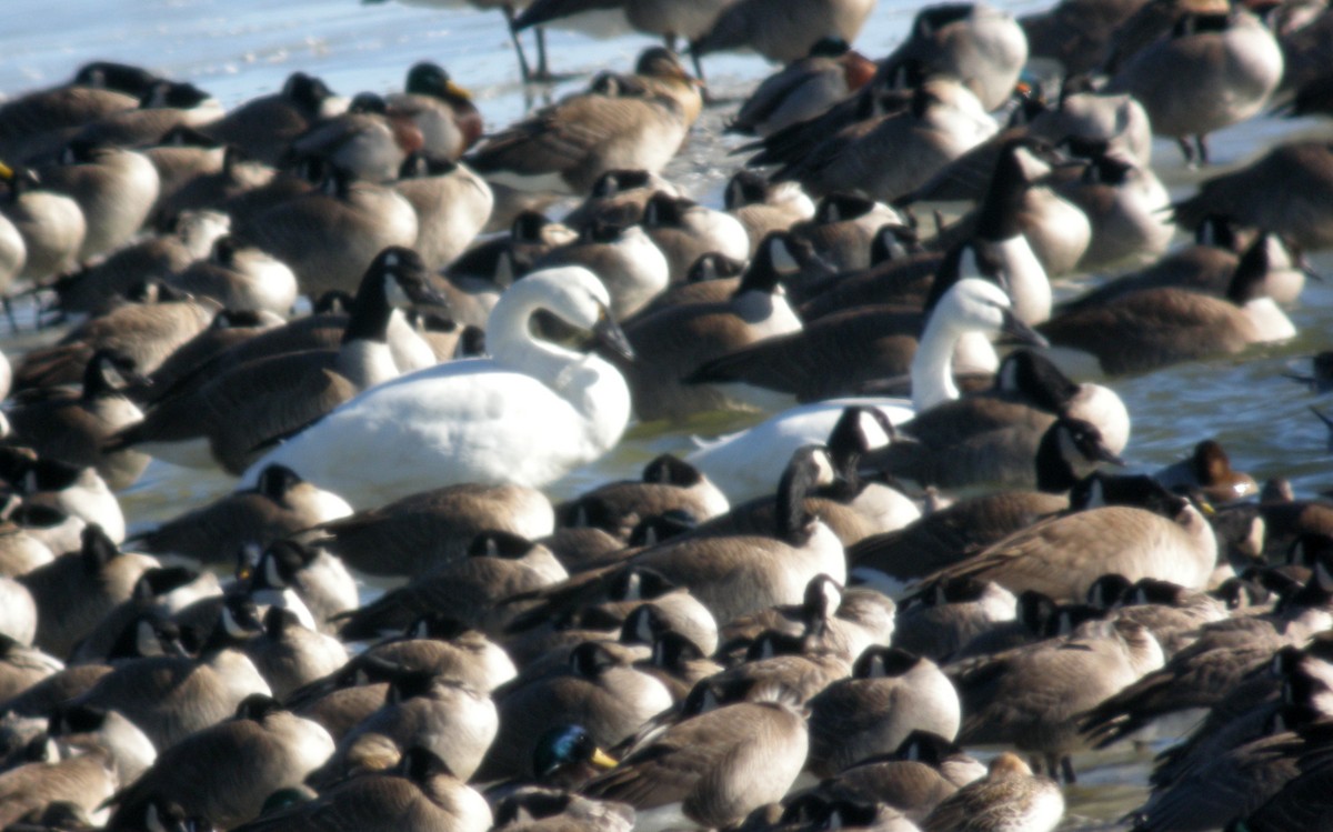 コハクチョウ - ML644784311