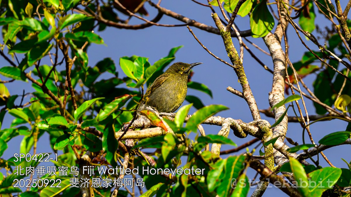 Northern Wattled-Honeyeater - ML644784320
