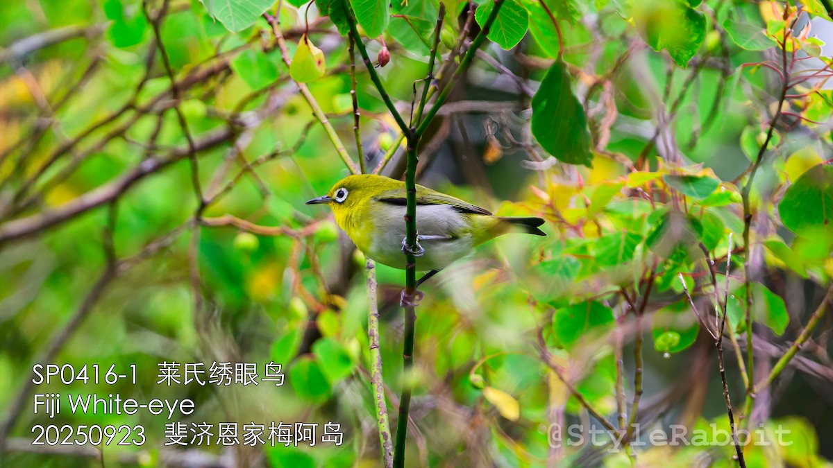 Fiji White-eye - ML644784335