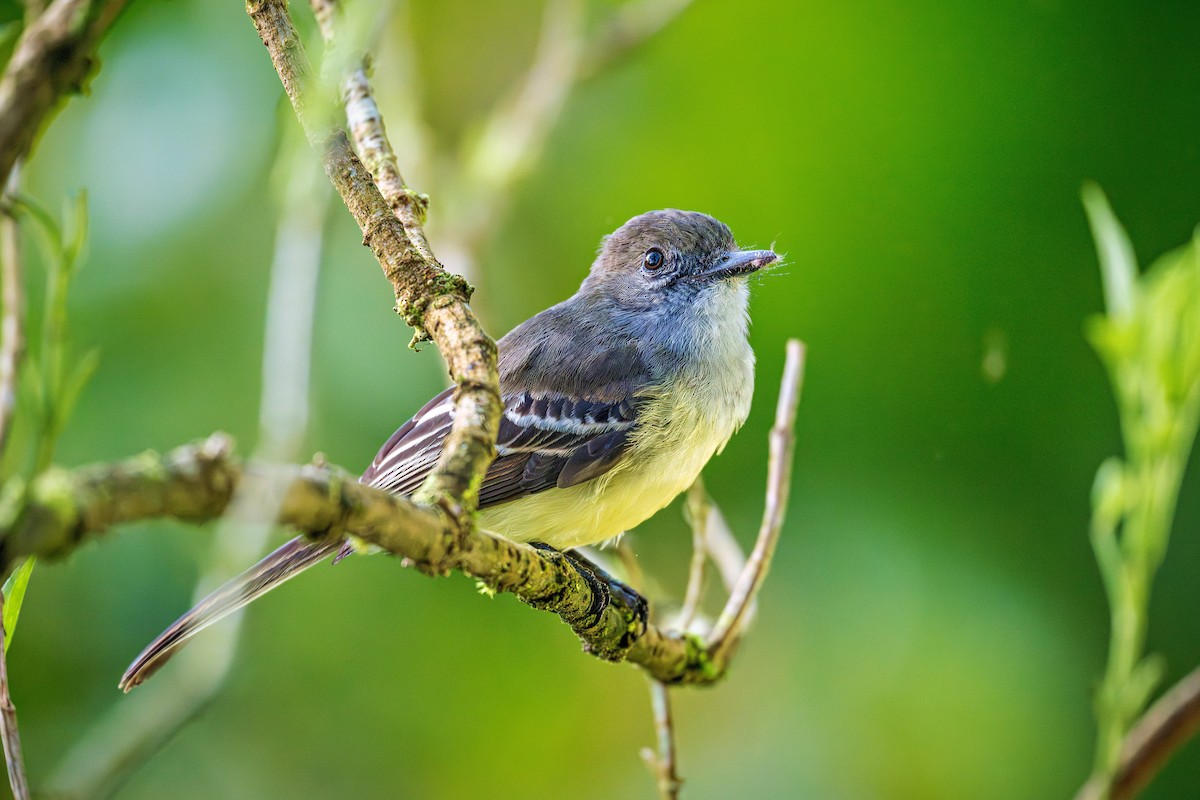 Pale-edged Flycatcher - ML644784339