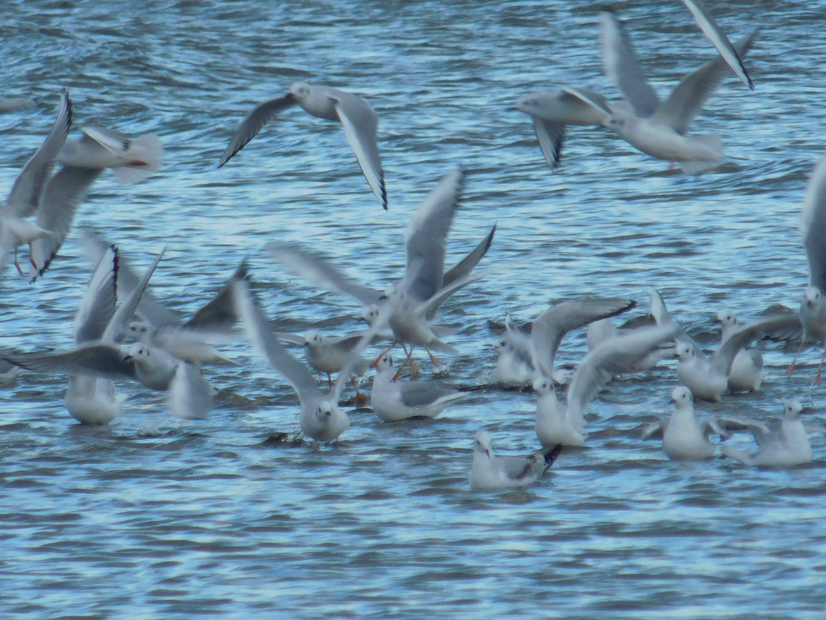 Bonaparte's Gull - ML644784342