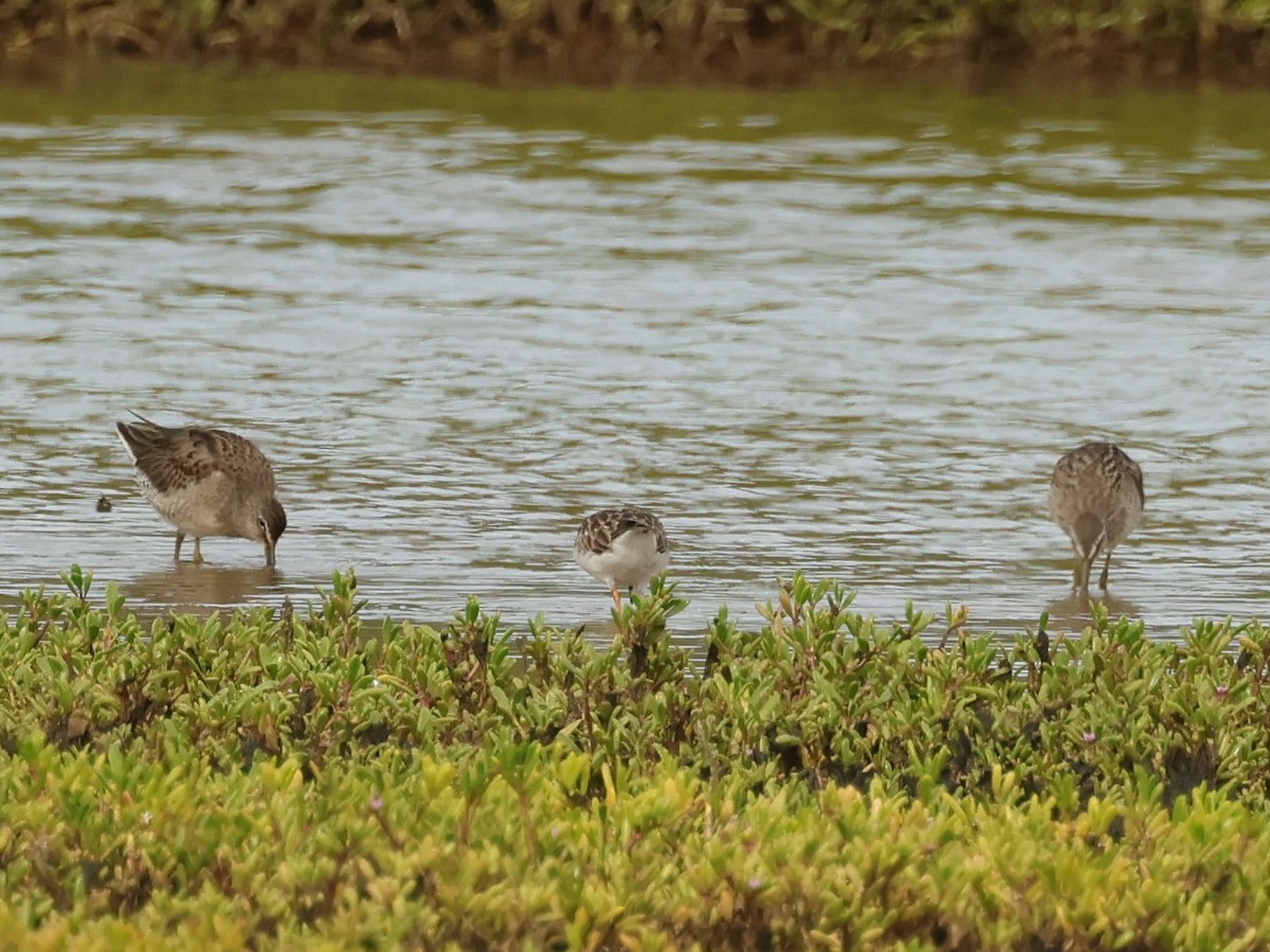 長嘴半蹼鷸 - ML644784343