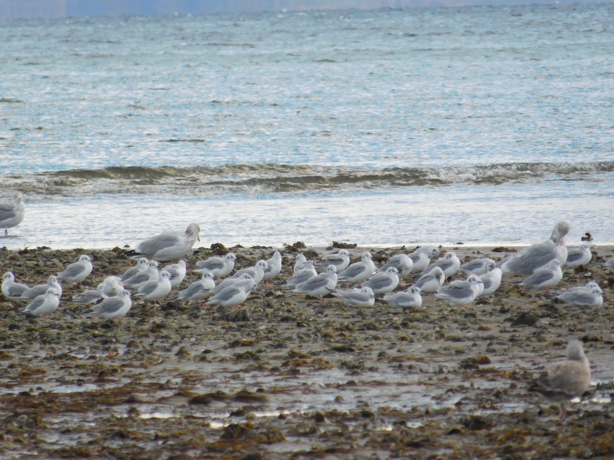 Bonaparte's Gull - ML644784344