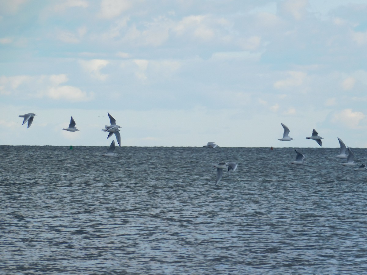 Bonaparte's Gull - ML644784345