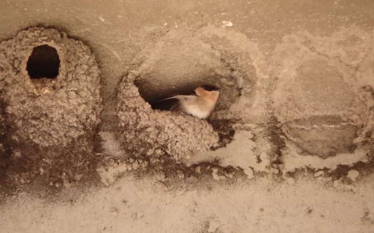 Mağara Kırlangıcı - ML644784351