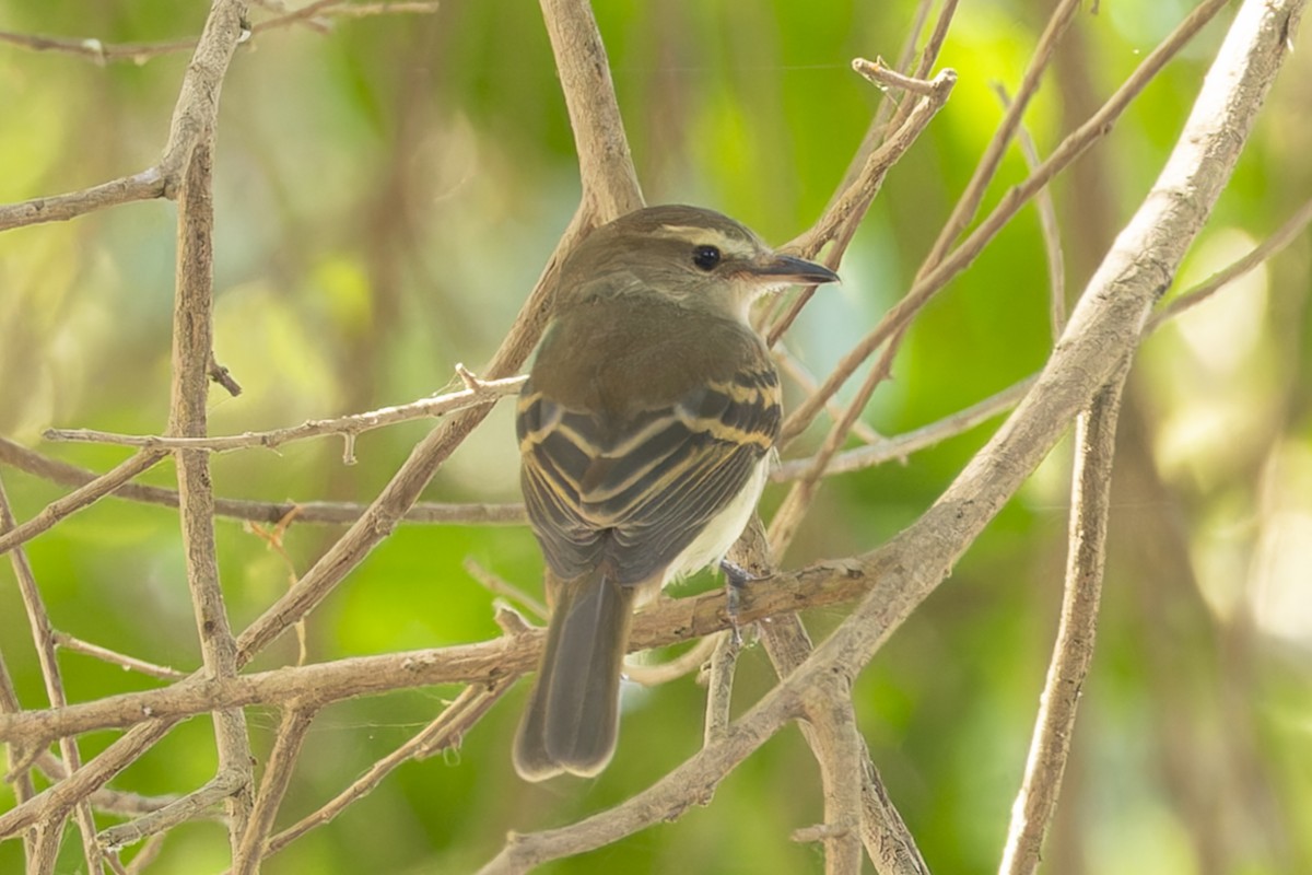 Fuscous Flycatcher - ML644784353